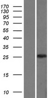 CLIC3 Human Over-expression Lysate