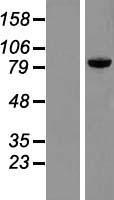 PRKRIR (THAP12) Human Over-expression Lysate