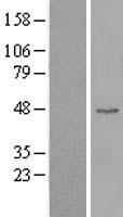 Cyclin B2 (CCNB2) Human Over-expression Lysate