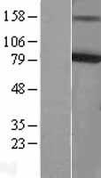 KCNQ4 Human Over-expression Lysate