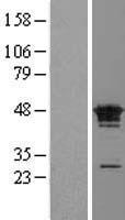 FAM50A Human Over-expression Lysate