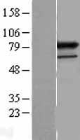 PRPF3 Human Over-expression Lysate