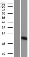 PRY Human Over-expression Lysate