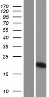 PRY Human Over-expression Lysate