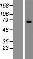 MTMR7 Human Over-expression Lysate