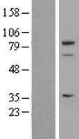 SPARCL1 Human Over-expression Lysate