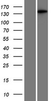 MAP3K6 Human Over-expression Lysate