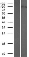 NEMF Human Over-expression Lysate