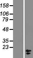 COX7A2L Human Over-expression Lysate