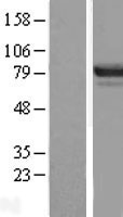 DREF (ZBED1) Human Over-expression Lysate