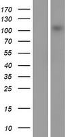 MAP3K13 Human Over-expression Lysate