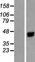 KCNAB3 Human Over-expression Lysate