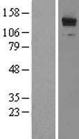 LRRFIP1 Human Over-expression Lysate