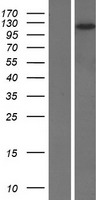 DLGAP2 Human Over-expression Lysate