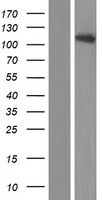 NRXN3 Human Over-expression Lysate