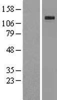 Klotho (KL) Human Over-expression Lysate