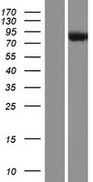 PPIG Human Over-expression Lysate