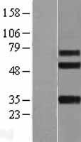 OSCP (ITGBL1) Human Over-expression Lysate