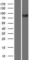 KIF3B Human Over-expression Lysate