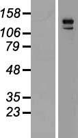 Rho GTPase activating protein 29 (ARHGAP29) Human Over-expression Lysate