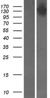 Symplekin (SYMPK) Human Over-expression Lysate