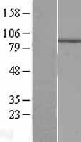 ECEL1 Human Over-expression Lysate