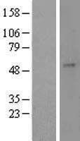 GAL3ST1 Human Over-expression Lysate