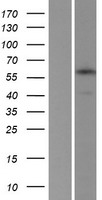 Mint3 (APBA3) Human Over-expression Lysate