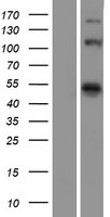 EIF4G1 Human Over-expression Lysate