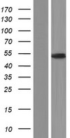 GDF10 Human Over-expression Lysate
