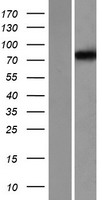 KCNC3 Human Over-expression Lysate