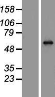 MECP2 Human Over-expression Lysate