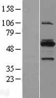 MYBPH Human Over-expression Lysate