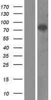 PI 3 Kinase p85 beta (PIK3R2) Human Over-expression Lysate