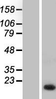 NHP2L1 (SNU13) Human Over-expression Lysate
