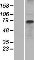 SLC15A1 Human Over-expression Lysate