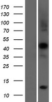 Rapsyn (RAPSN) Human Over-expression Lysate