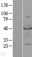 hHR23A (RAD23A) Human Over-expression Lysate