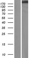 Reelin (RELN) Human Over-expression Lysate