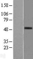 PAFAH (PLA2G7) Human Over-expression Lysate