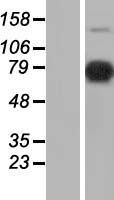 SFRS17A (AKAP17A) Human Over-expression Lysate