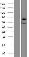 XYLB Human Over-expression Lysate