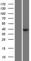 FEZ2 Human Over-expression Lysate