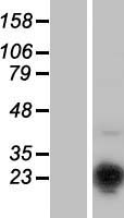 MSC Human Over-expression Lysate