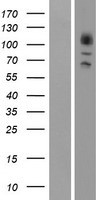 GRK3 Human Over-expression Lysate