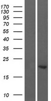 ASCL2 Human Over-expression Lysate