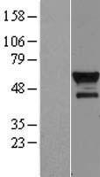 BCL3 Human Over-expression Lysate