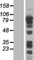 DRIL1 (ARID3A) Human Over-expression Lysate