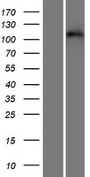 Eph receptor A3 (EPHA3) Human Over-expression Lysate