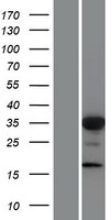 FOXL1 Human Over-expression Lysate